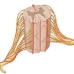 ¿Cómo está vascularizada la médula espinal?