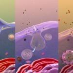 ¿Qué es la endocitosis?