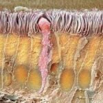 ¿Cómo se mueven los cilios celulares?