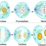 ¿Cuáles son las fases de la mitosis?