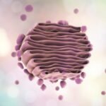 ¿Cómo sintetizan estructuras celulares el retículo endoplásmico y el aparato de Golgi?
