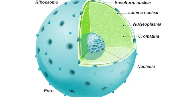 ¿Qué es el núcleo celular?