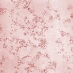 ¿Qué es la tularemia?