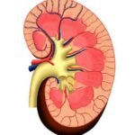Anatomía macroscópica del riñón