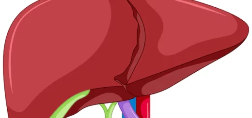Anatomía externa del hígado