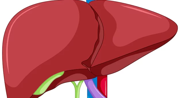 Anatomía externa del hígado