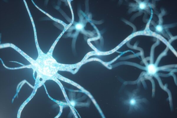 ¿Cuál es la unidad funcional del sistema nervioso?
