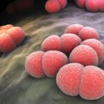 ¿Qué es la meningitis meningocóccica?