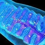¿Dónde se forma el Adenosín trifosfato (ATP)?