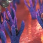 ¿Qué es un receptor farmacológico?