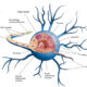 ¿Cómo es el soma neuronal?