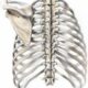 ¿Cómo son las articulaciones costovertebrales?
