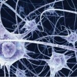 ¿Qué son las neuronas?