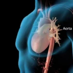 ¿Qué es la aorta?