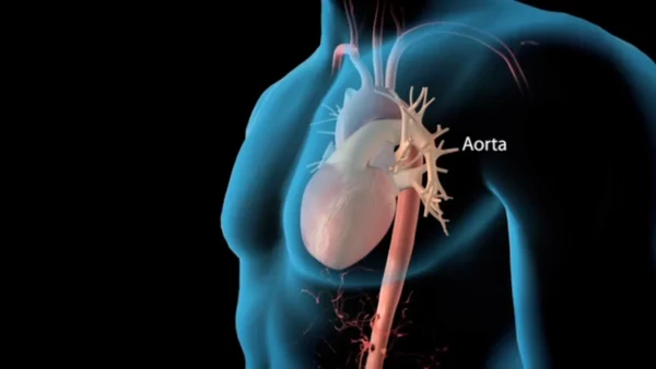 ¿Qué es la aorta?