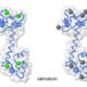 Bioquímica de la contracción del músculo liso