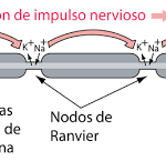 ¿Qué es la conducción saltatoria?