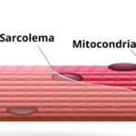 ¿Cómo son las fibras musculares?