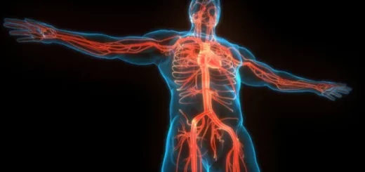 ¿En que consiste el sistema cardiovascular?