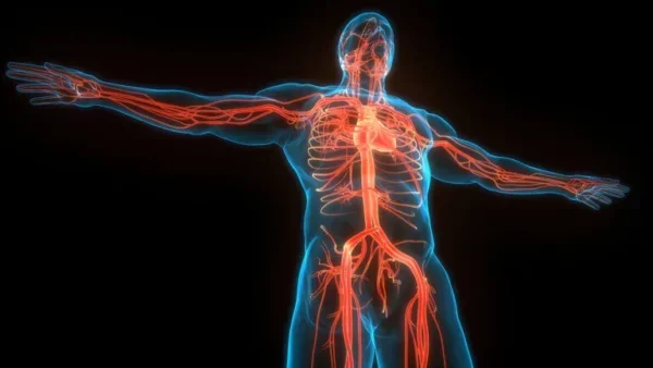 ¿En que consiste el sistema cardiovascular?