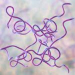 ¿Qué es Borrelia burgdorferi?