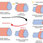 Despolarización y repolarización de las células cardiacas