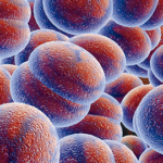 ¿Qué es la hematopoyesis?