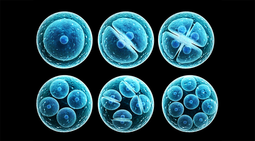 ¿Qué son las células madre pluripotenciales?