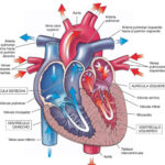 Anatomía y fisiología del corazón