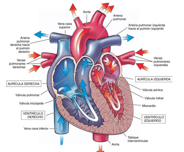 Anatomía Y Fisiología Del Corazón Homo Medicus