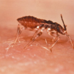 ¿Como se transmite la enfermedad de Chagas?