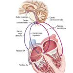 Centros nerviosos de control cardiaco