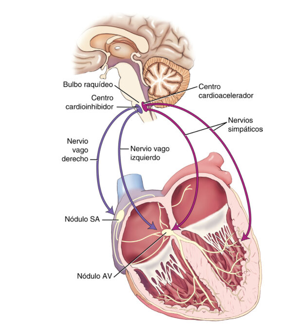 Centros nerviosos de control cardiaco