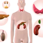 ¿Cuantas glándulas endocrinas hay en el organismo humano?