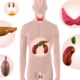 ¿Cuantas glándulas endocrinas hay en el organismo humano?
