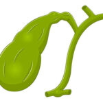 Datos anatómicos a recordar sobre la vesícula y vía biliar