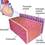 ¿Cuantas capas integran las paredes cardiacas?