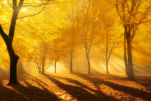 ¿Qué es la xantopsia? Homo medicus