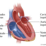 ¿Cuáles son las cavidades o cámaras del corazón?