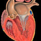 ¿Cómo son las paredes de las cavidades cardiacas?