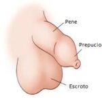 ¿Qué es el prepucio?