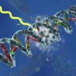 Tipos de efectos de la radiación ionizante en el organismo