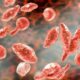 Características de Mycoplasma genitalium