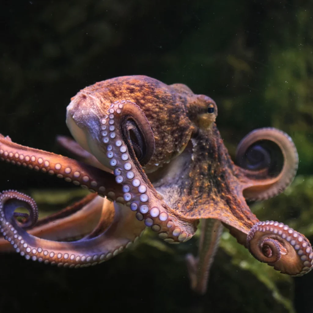 mordedura de pulpo