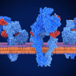 ¿Qué es la señalización hormonal?