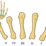 ¿Qué es el metacarpo?