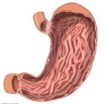 Función del revestimiento del estómago