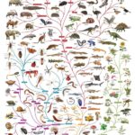 ¿Qué es la filogenética?