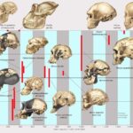 ¿Qué es un cladograma?