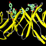Unión de fármacos a proteínas transportadoras de hormonas